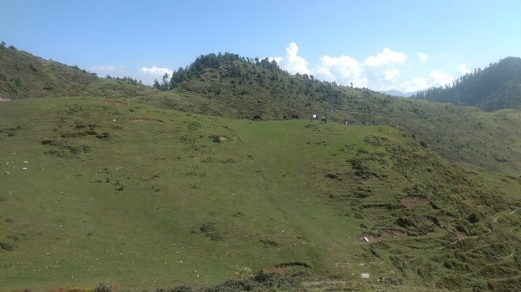 saponi dhar sarachi